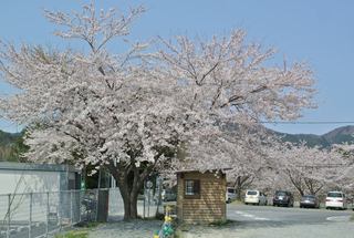 週末は宮城・三陸沿岸の桜が見ごろ！