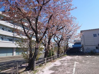 お花見散歩&公園遊び お花見散歩&公園遊び