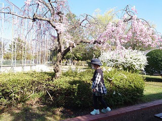 お花見散歩&公園遊び お花見散歩&公園遊び