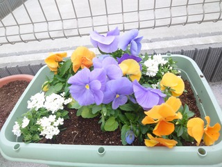 プランターに花植え プランターに花植え