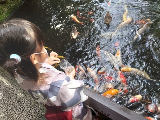 朝散歩で、鯉の餌やり＆足湯