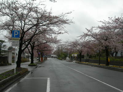 山形　桜情報　霞城公園の桜