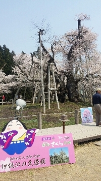 久保桜満開