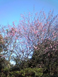 節分で梅が咲き春 2014/02/03 08:23:20