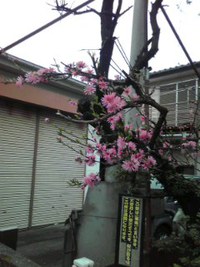 近所で咲いていた花 2015/04/09 08:02:12