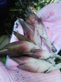 小瀬菜大根の種まきをしてきました。