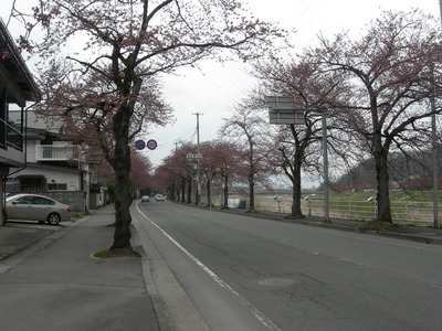 馬見ヶ崎川の桜