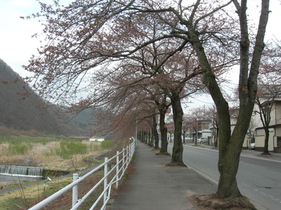 馬見ヶ崎川の桜
