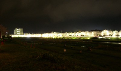 夜桜見物 (馬見ヶ崎川)
