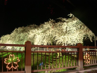 夜桜見物 (馬見ヶ崎川)