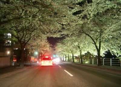 夜桜見物 (馬見ヶ崎川)