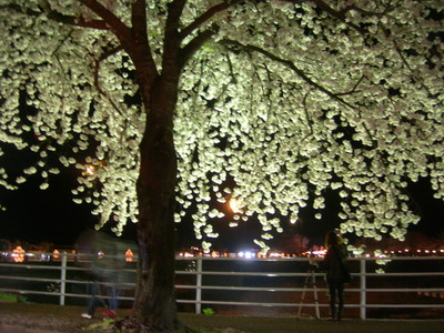 夜桜見物 (馬見ヶ崎川)