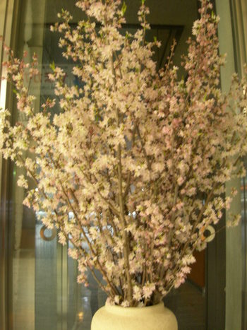 啓翁桜
