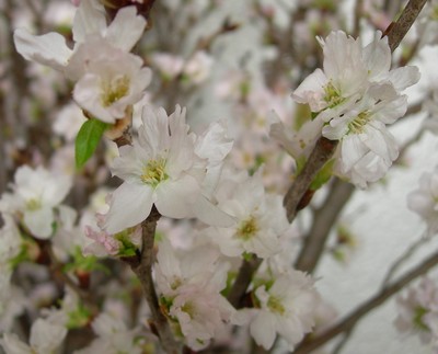 真冬に咲く桜 啓翁桜
