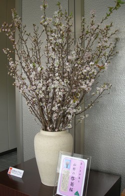 真冬に咲く桜 啓翁桜