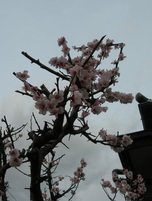 桜　連翹　椿　　