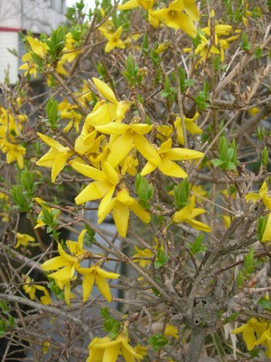 桜　連翹　椿　　