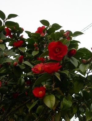 桜　連翹　椿　　