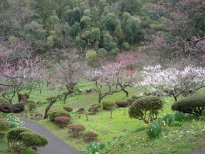 湯田川温泉の梅林公園