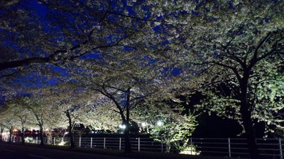 馬見ヶ崎川の夜桜