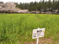 いこいの村庄内などの状況