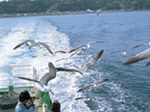 ツールド酒田 in飛島