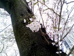桜＠西公園