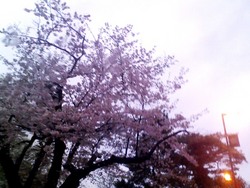 桜＠青葉城