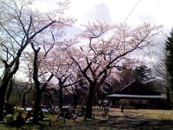 西公園の桜