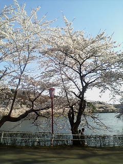 桜を見てきました