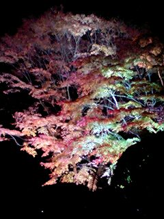 『伊達な旅』～松島の紅葉ライトアップ～